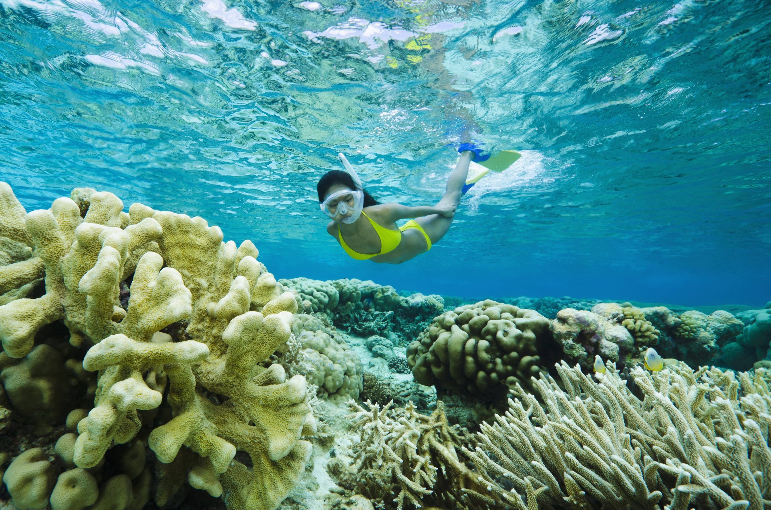 Snorkeler and coral reef.