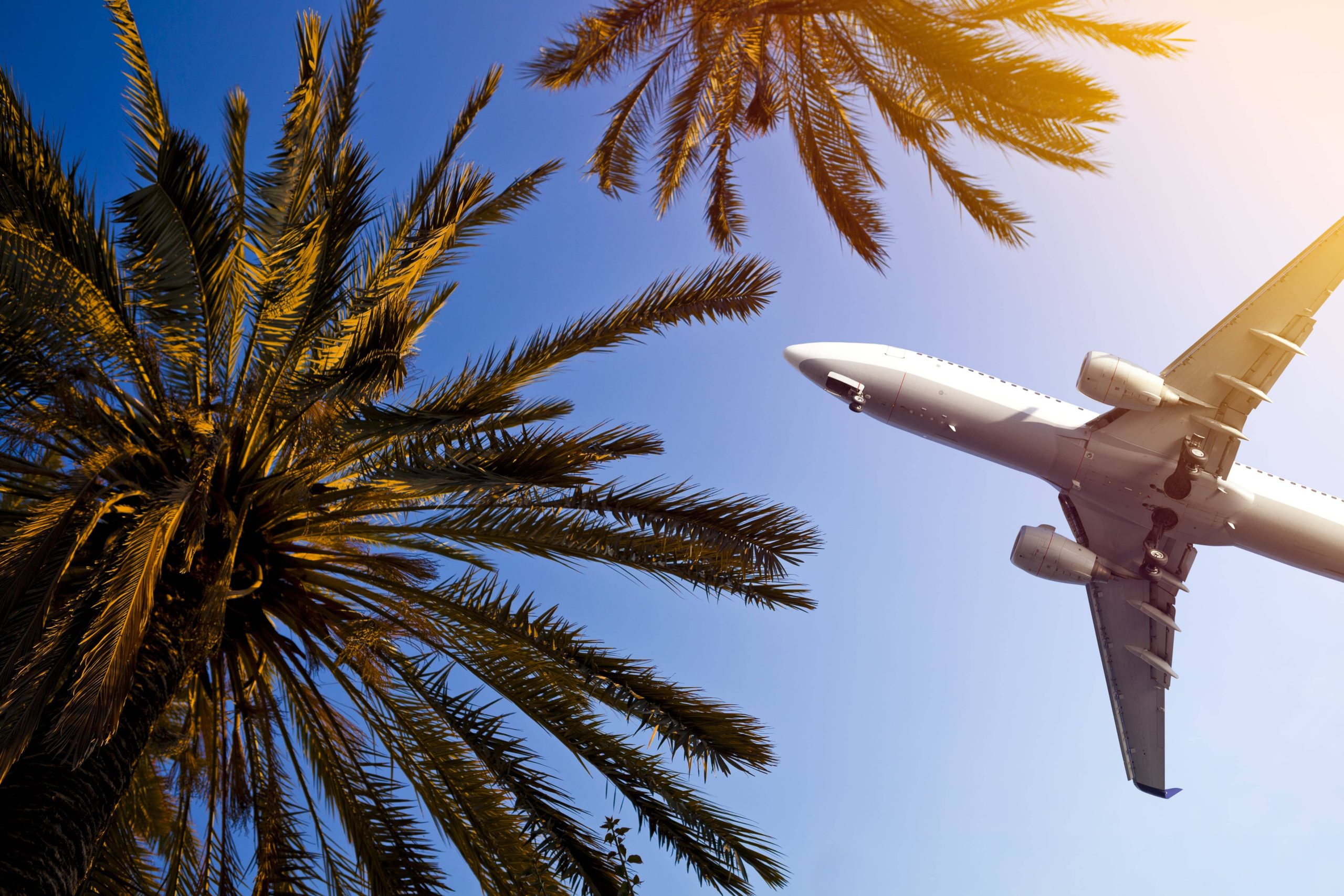 Airliner passing over palm trees