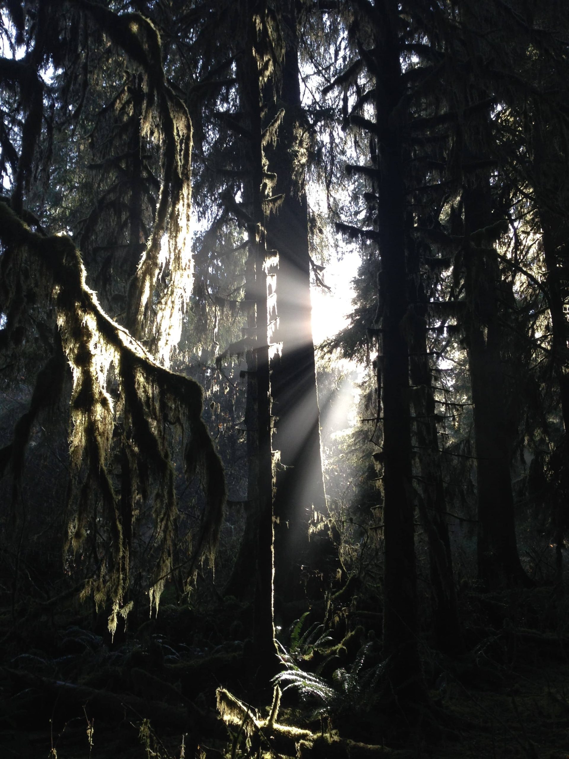 Hoh Rainforest - Parque Nacional Olympic