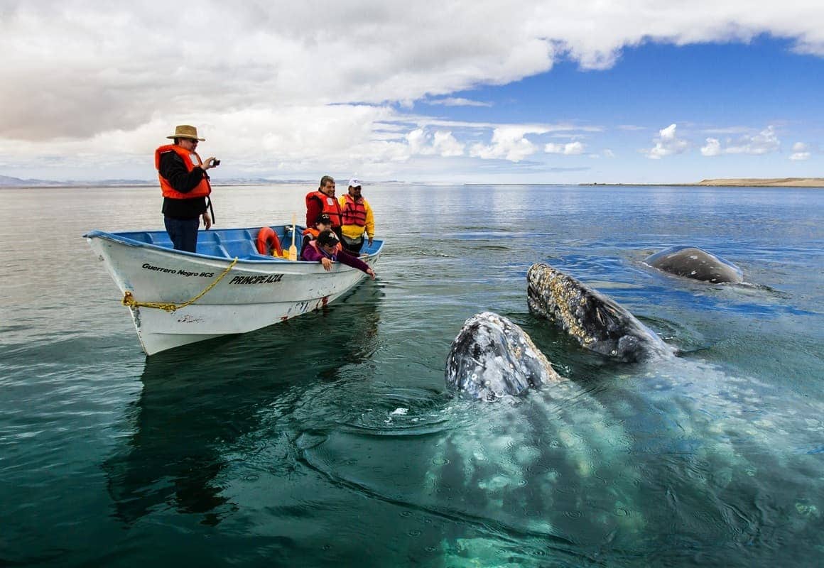 Avistamiento de Ballenas