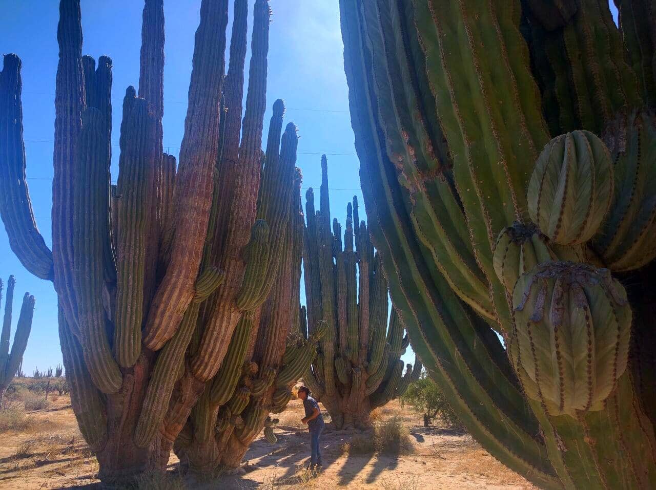 BOSQUE CACTUS