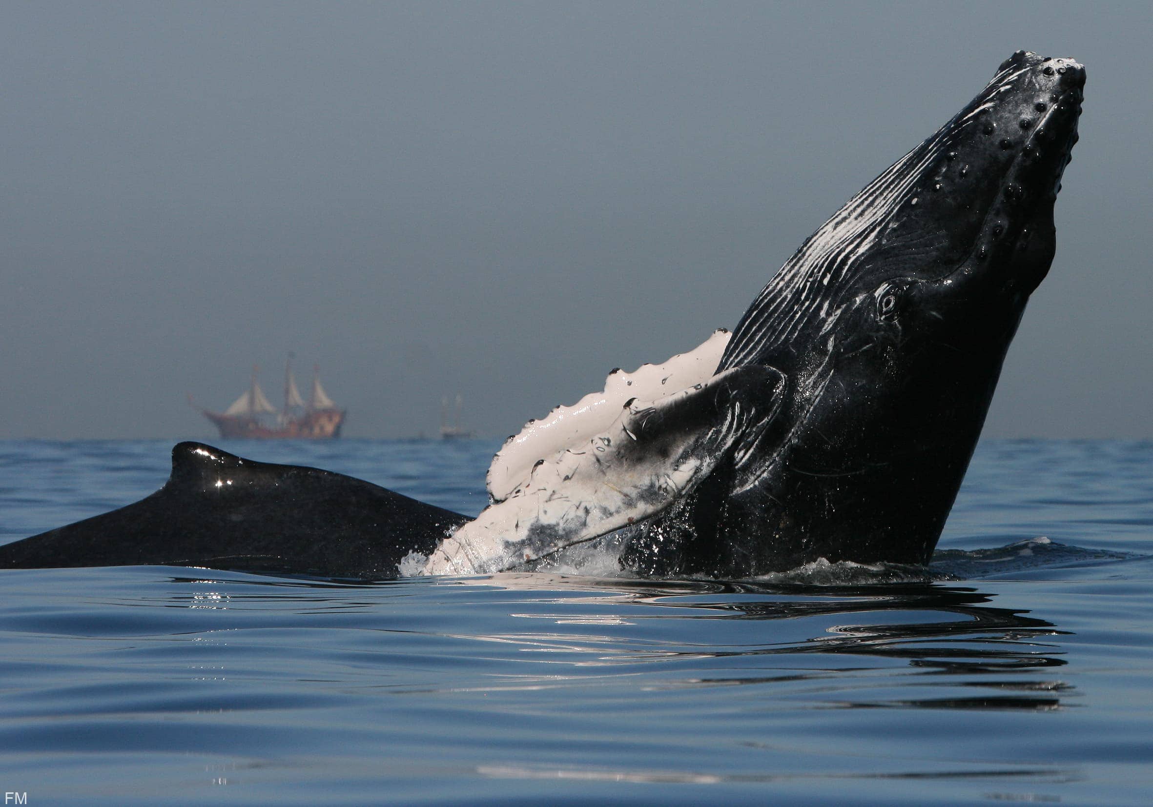 Ballena Jorobada.