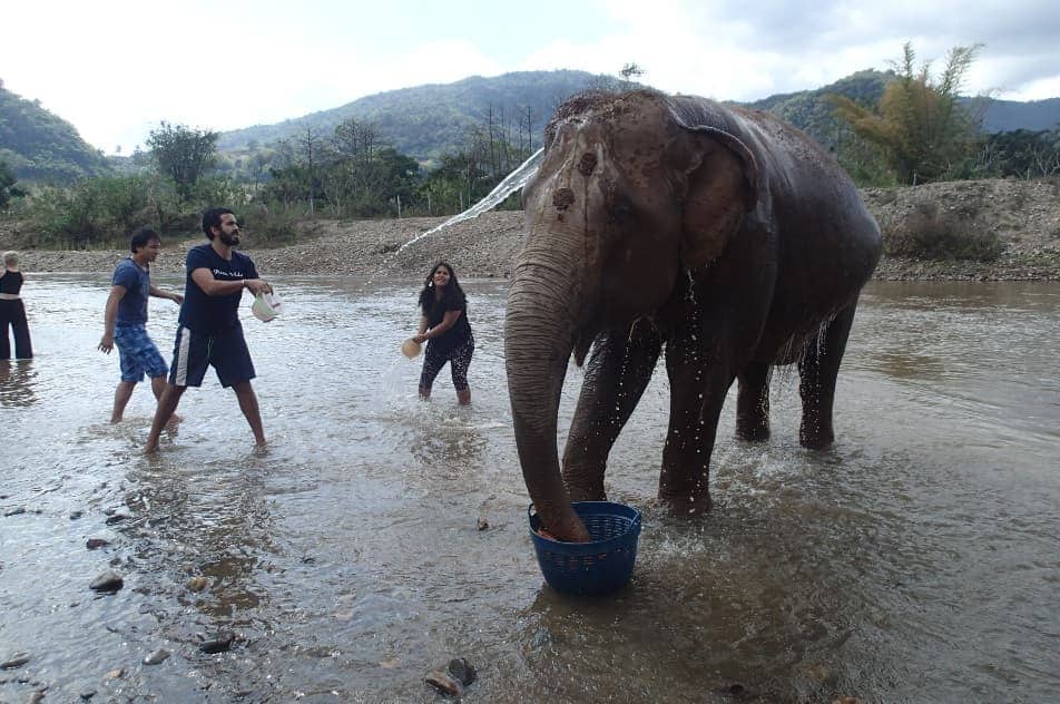 Bathing elephants