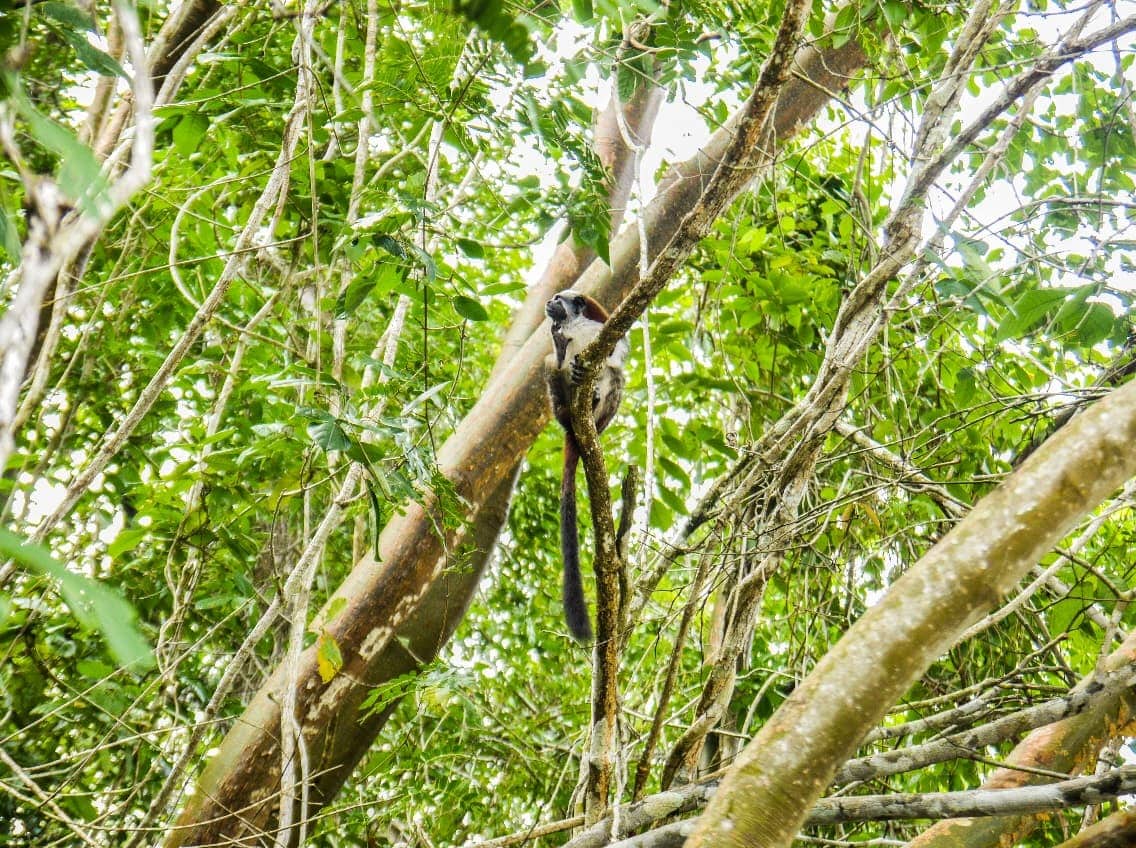 Mono, Gamboa Rainforest Resort