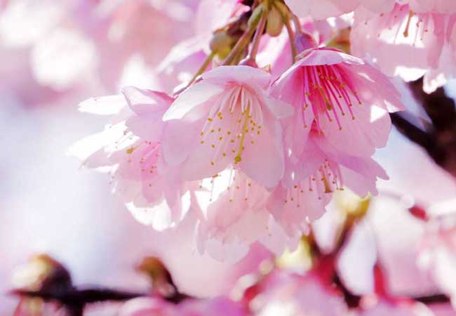 Cherry blossoms