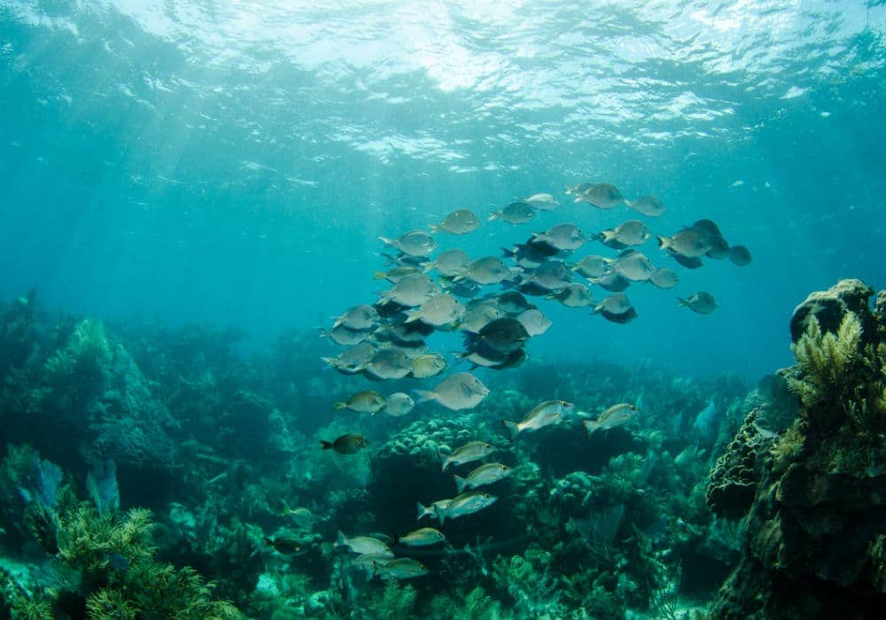Arrecife Palancar en Cozumel