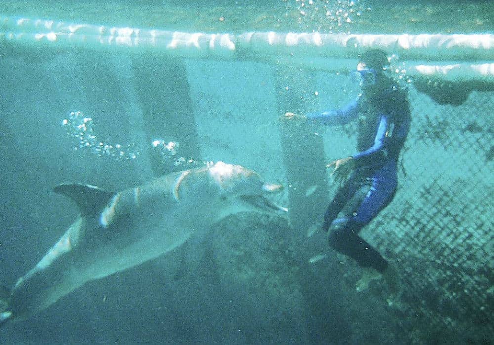 nado con delfines en Cozumel