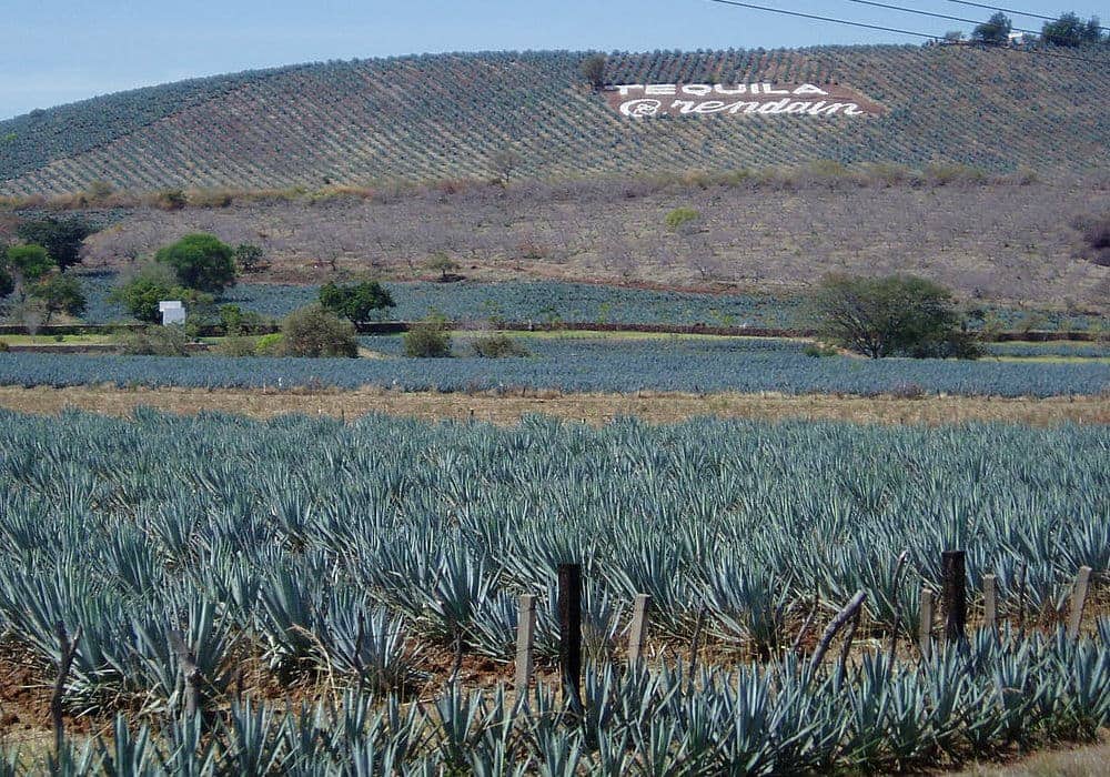 campos de agave en Tequila, México