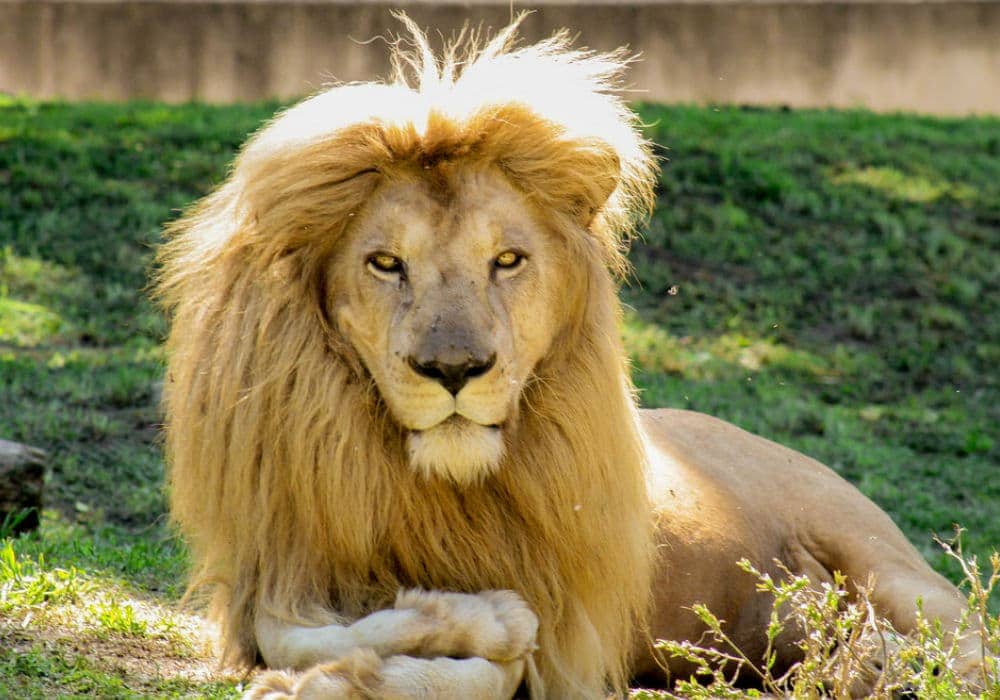 león en el zoológico