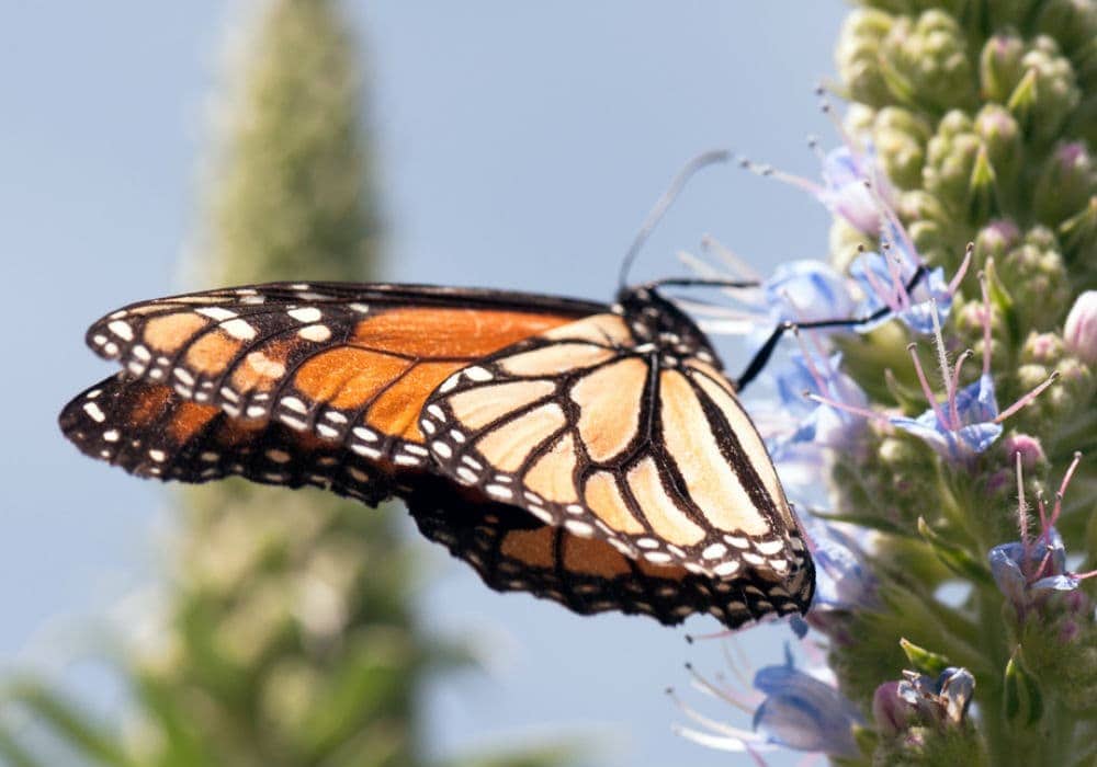 una mariposa monarca en la Reserva de la Biosfera Mariposa Monarca