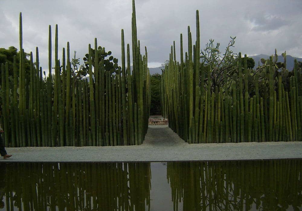Ej Jardín Etnobotánico, Oaxaca, México.