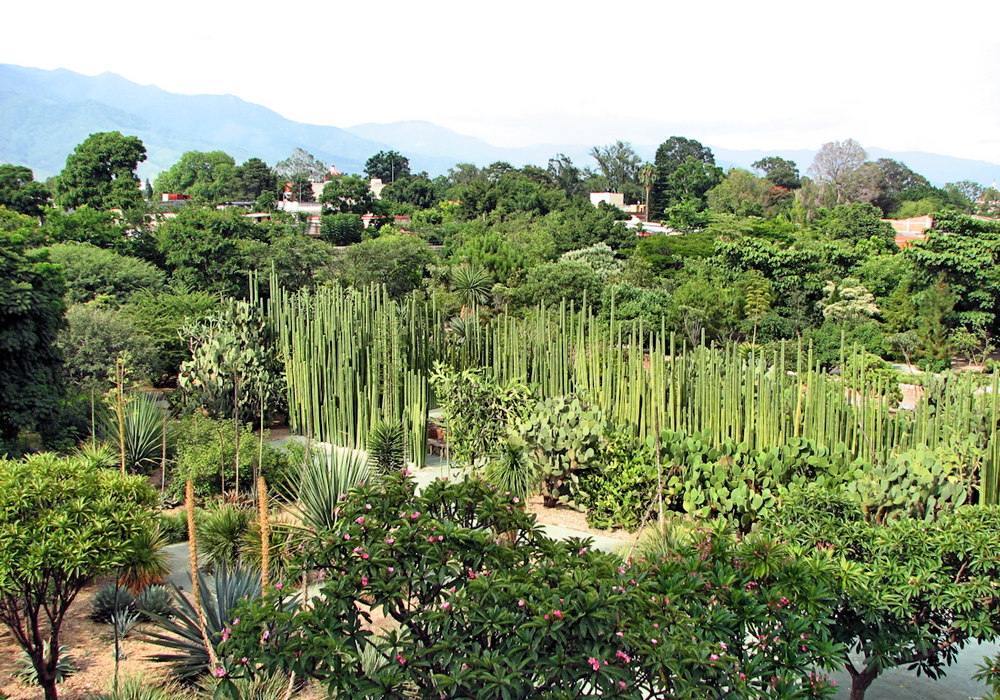 jardín etnobotánico en Oaxaca