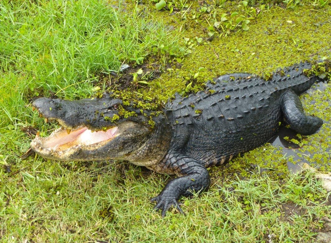 Lagarto