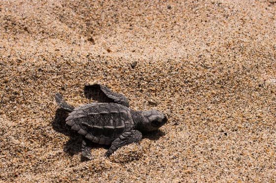 Liberacion de tortugas 2