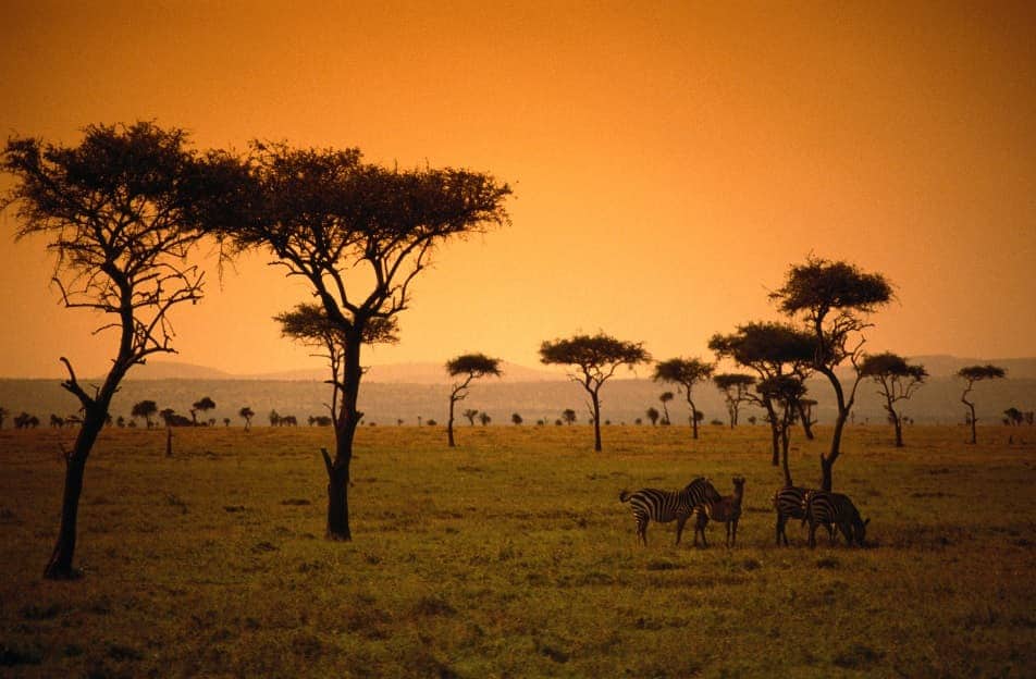 Zebra landscape
