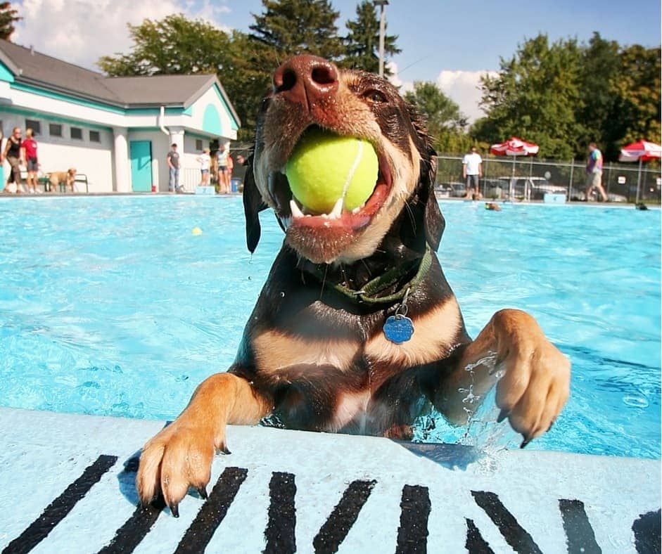 Perro_alberca
