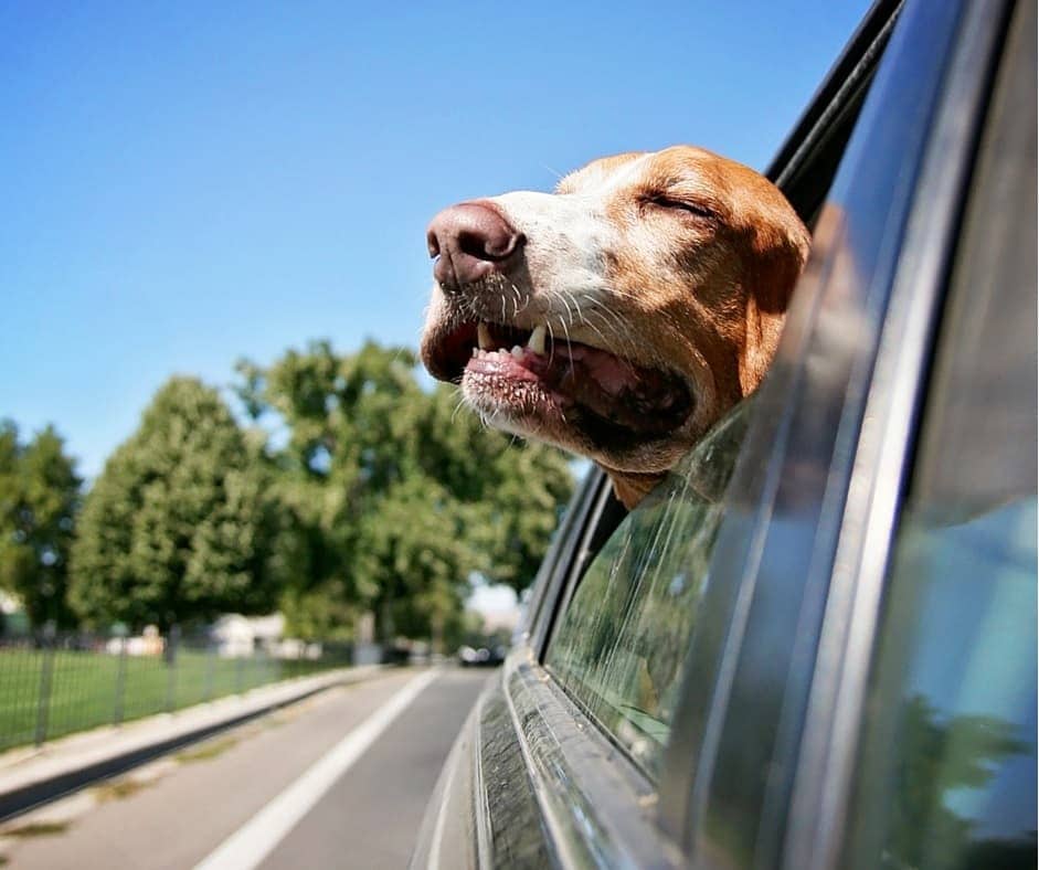 5 Consejos para viajar en coche con tu perro - Fronda Centros de Jardinería