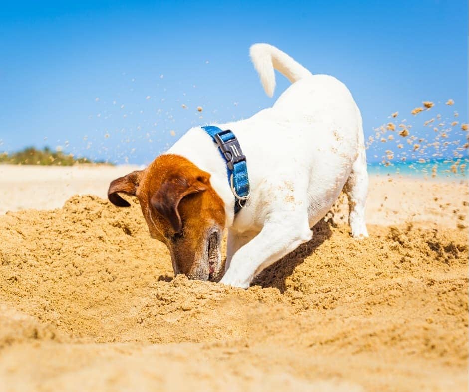 Perro_playa