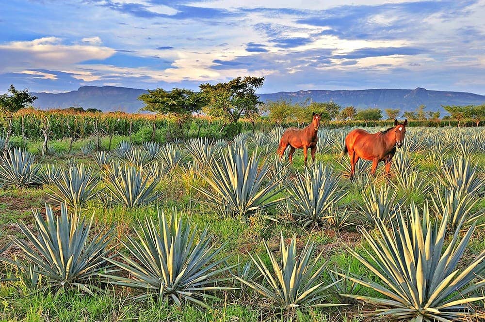 Pueblo Mágico de Tequila