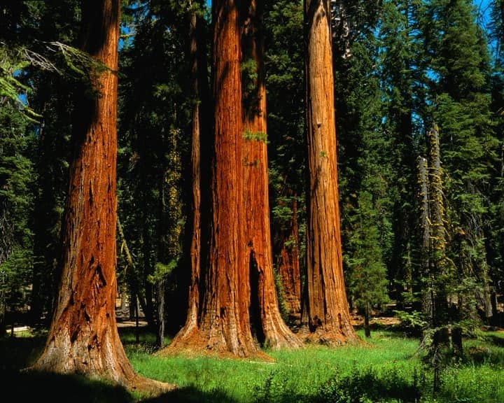 Redwoods Sequoia National Park