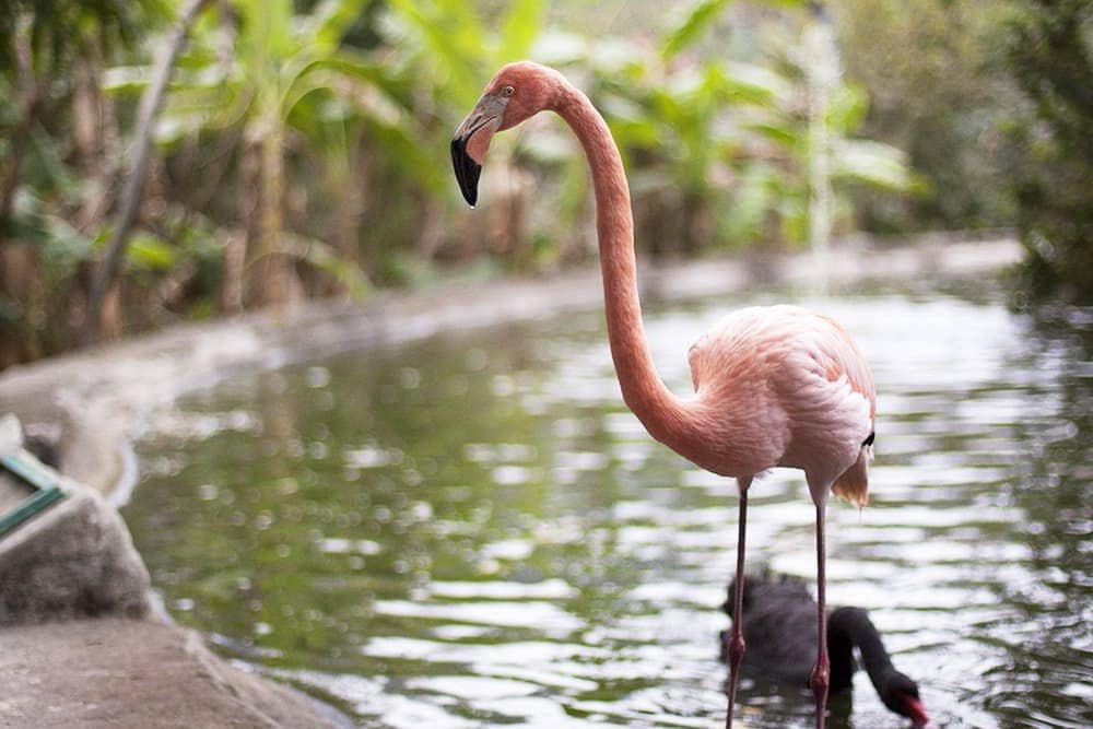 Vallarta Zoo, Puerto Vallarta, Jalisco. 