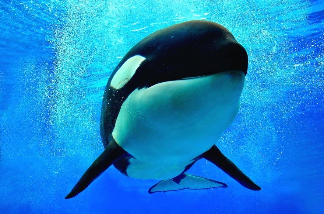 Shamu