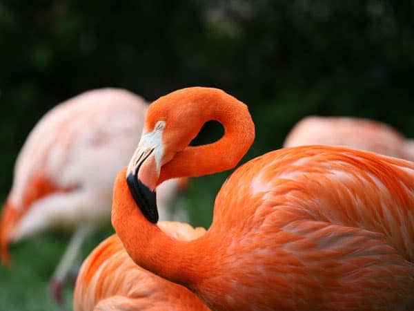 flamingos