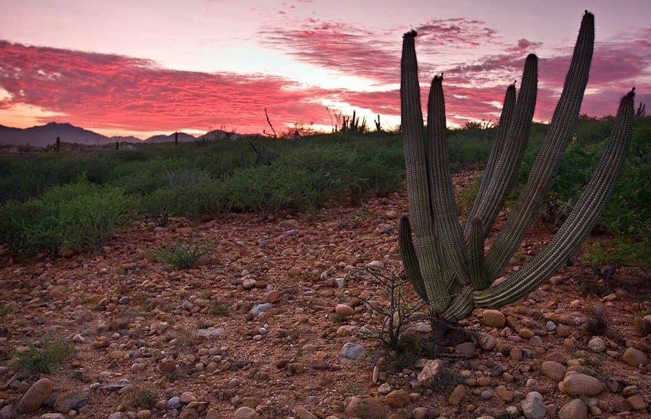 cactus