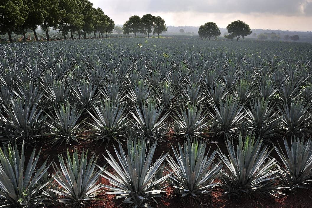 Campos de Agave en Tequila, Jalisco