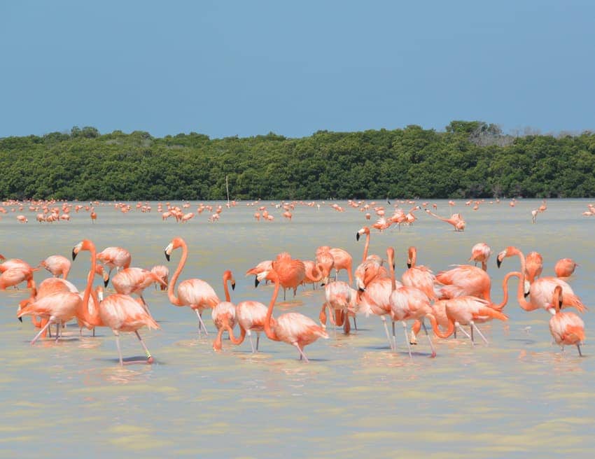 Flamingos en Celestún