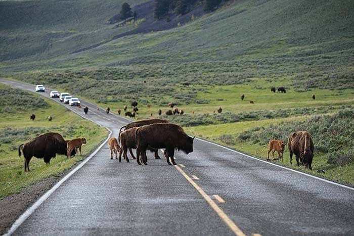 Parque Nacional Yellowstone