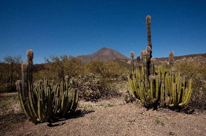 segundo cactus