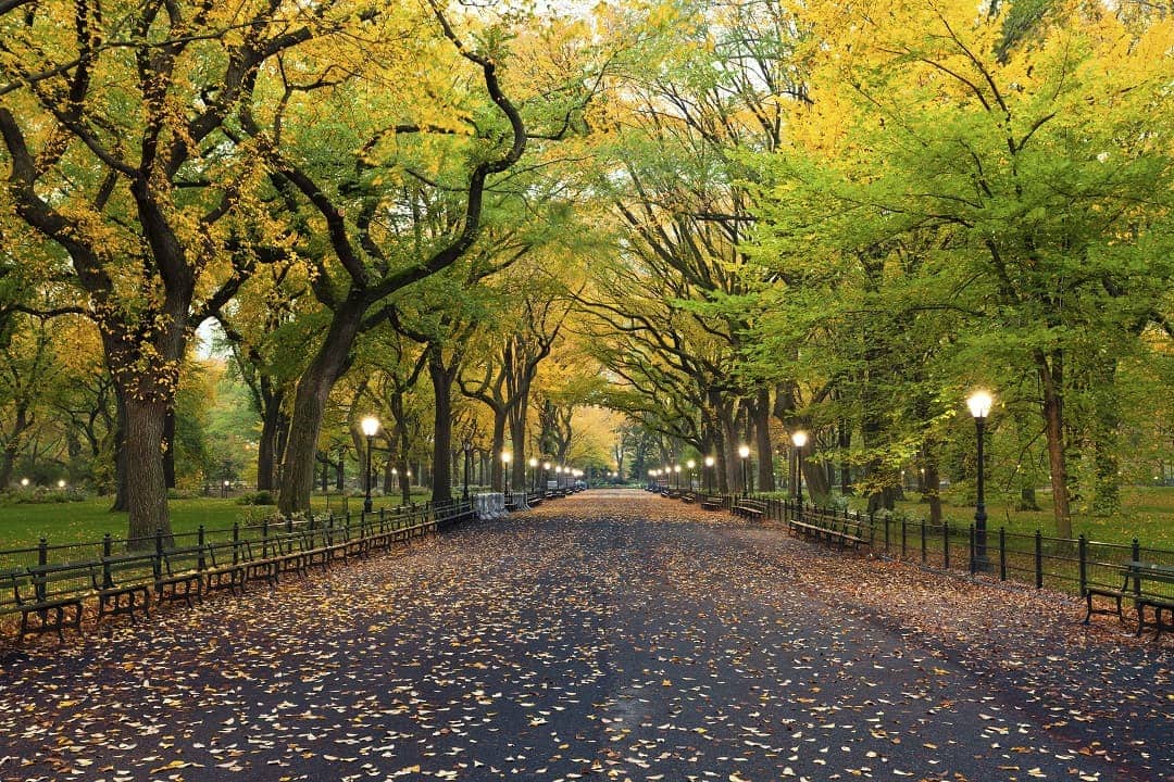 Central Park - Nueva York