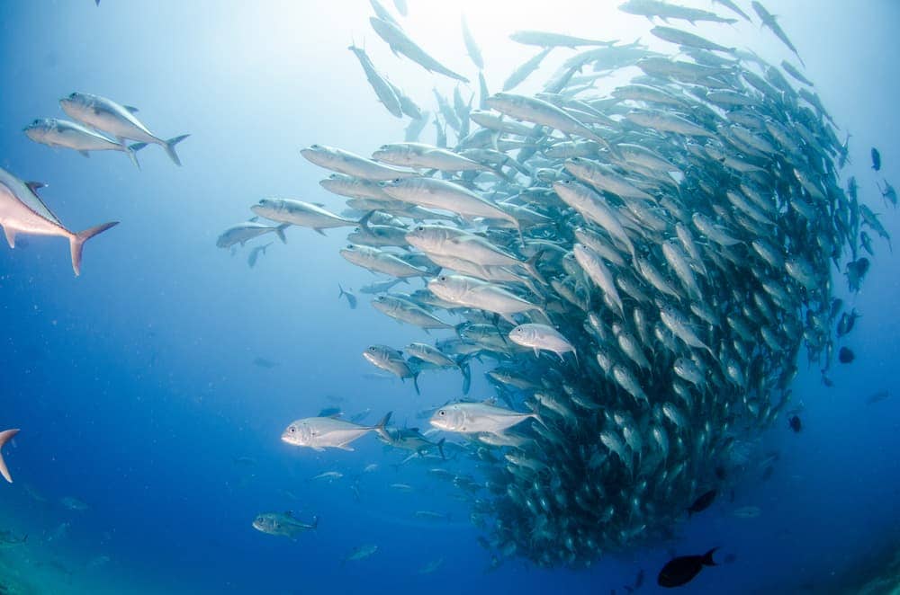 un grupo de peces en el Océano Pacífico