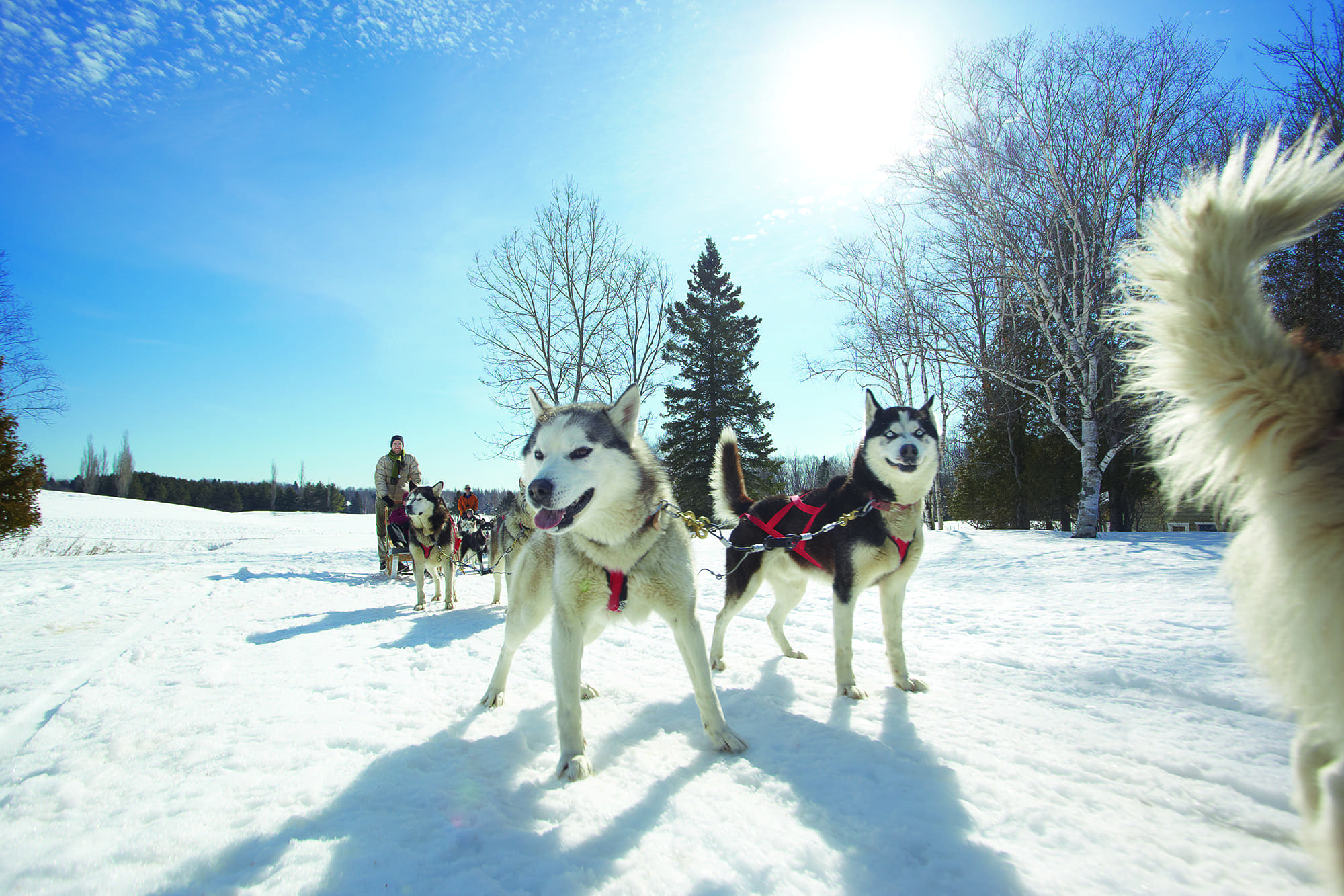 carrera de trineo de perros en Quebec