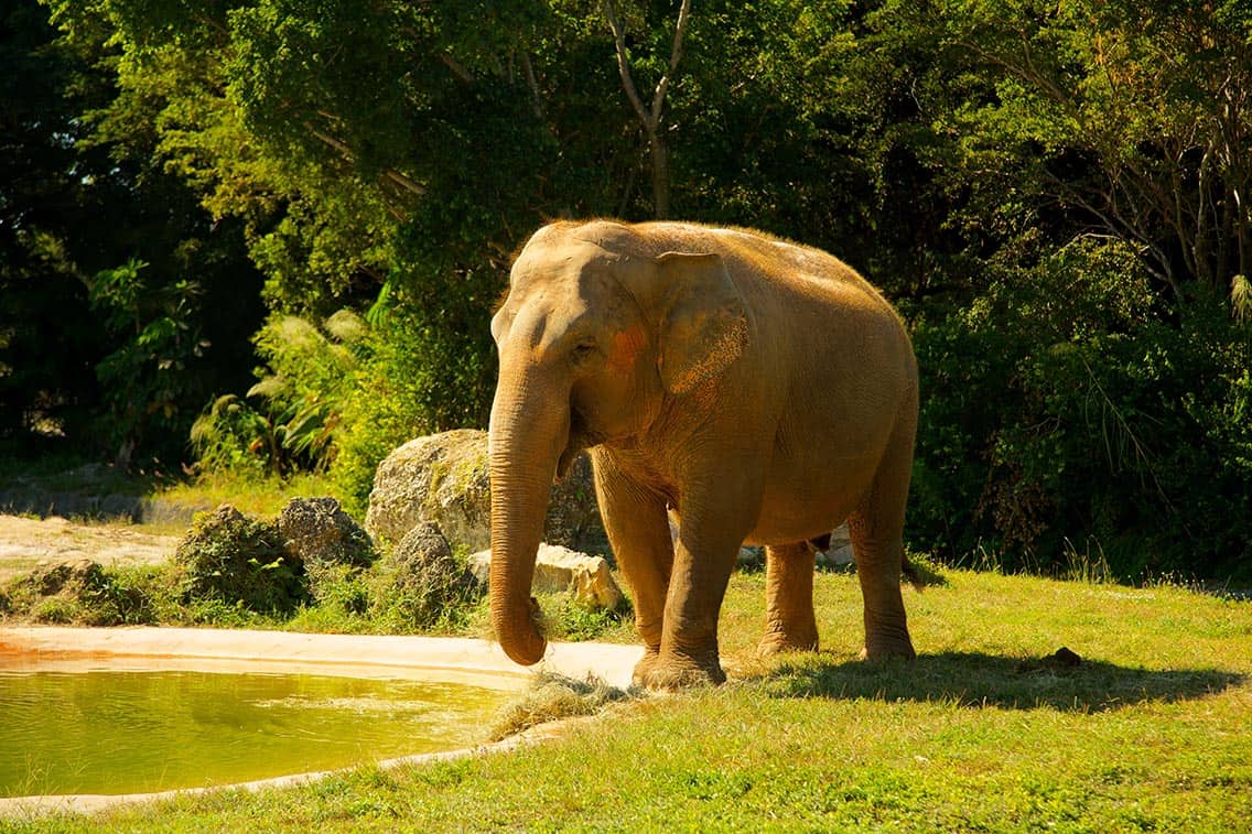 Zoológico de Miami