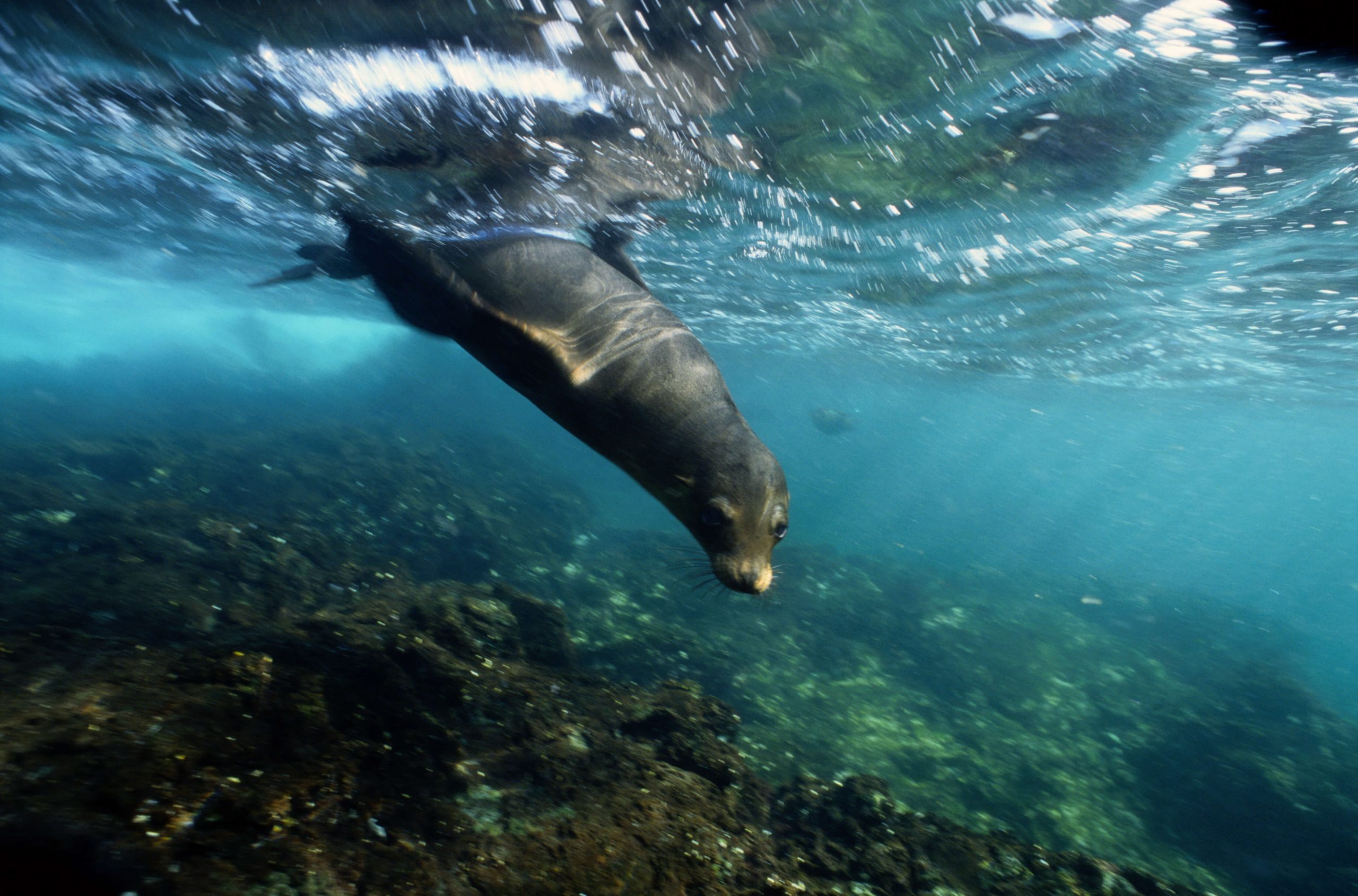 Qué hacer en la playa: snorkel en Los Cabos