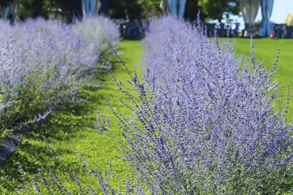 Colores de México: campos de lavanda de Guanajuato Colores de México: campos de lavanda de Guanajuato