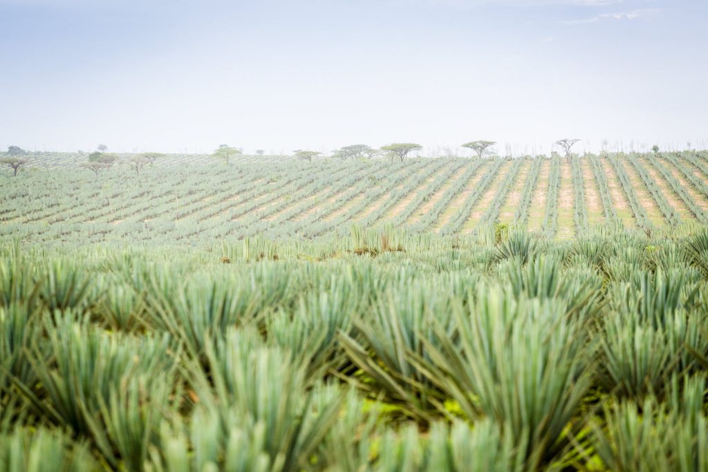 Experiencias únicas en México: Tequila Experiencias únicas en México: Tequila