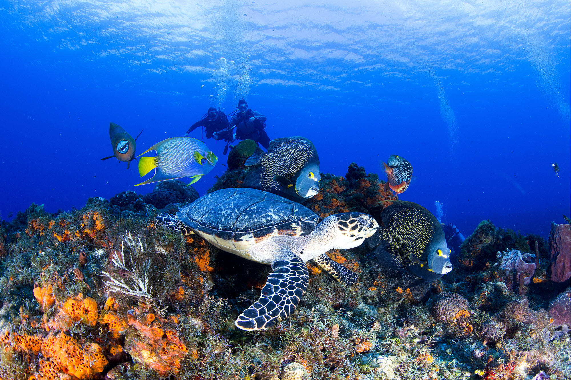 Viajes a Cozumel Quintana Roo Vacaciones en Quintana Roo: Cozumel