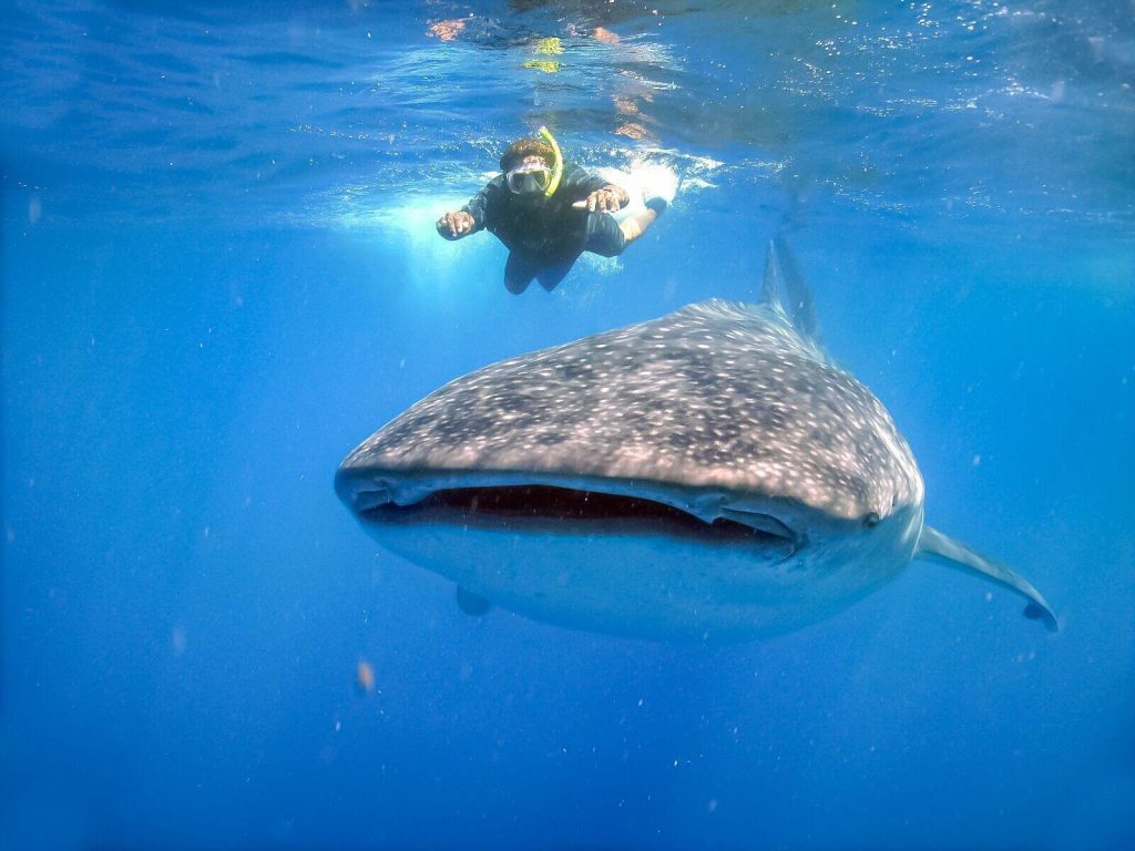 Tours en Los Cabos: nado con tiburón ballena Tours de aventura en Los Cabos: nado con tiburón ballena