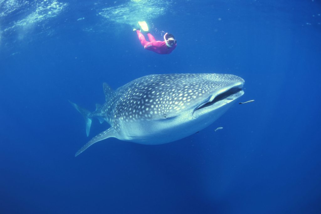 Aventura en Los Cabos: tour de nado con ballena