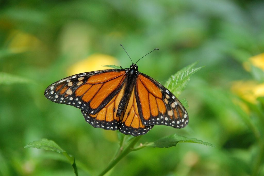 Espectáculos naturales en México: mariposas monarca en Piedra Herrada EDOMEX